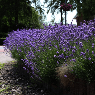 Лаванда узколистная Хидкот Лаванда узколистная Хидкот фото