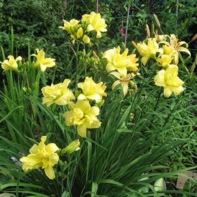 Лилейник Дабл Ривэ Вай Лилейник Дабл Ривэ Вай фото