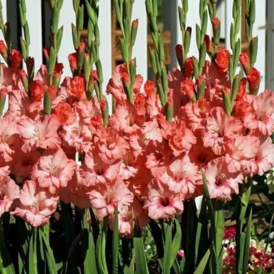 Гладиолус Каптива Гладиолус Каптива фото