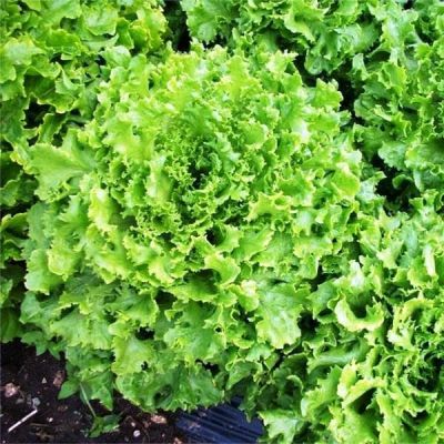 Салат Гасконь Листовой Хрустящий Н12 фото