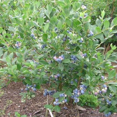 Голубика Шантеклер (Высокорослая) Голубика Шантеклер (Высокорослая) - Dolina-Sad.Ru