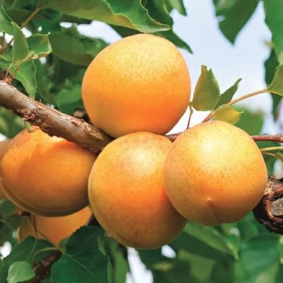 Абрикос Викинг Абрикос Викинг - Dolina-Sad.Ru