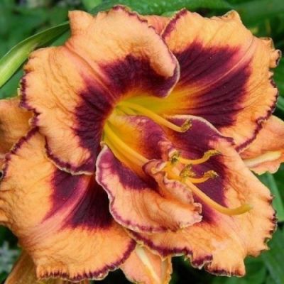 Лилейник Эксплодед Пампкин Лилейник Эксплодед Пампкин фото