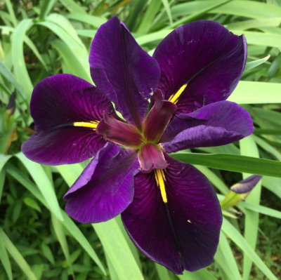 Ирис Блек Геймкок фото