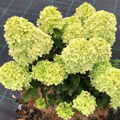 Гортензия метельчатая Литл Пассион, С3 - Dolina-Sad.Ru