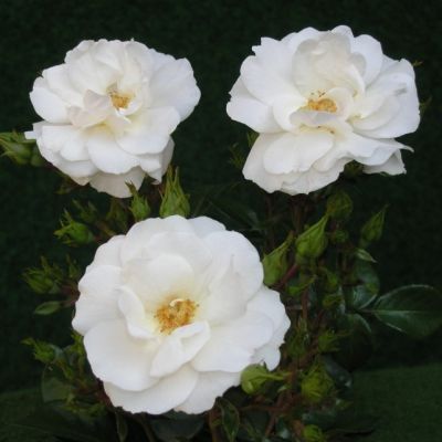 Роза Уайт Санрайз Роза Уайт Санрайз - Dolina-Sad.Ru