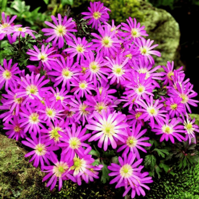 Анемона Бланда Виолет Стар Анемона Бланда Виолет Стар фото