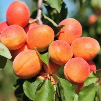 Абрикос Априум Абрикос Априум - Dolina-Sad.Ru