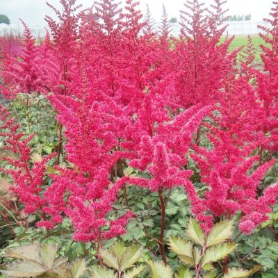 Астильба Майти Ред Куин Астильба Майти Ред Куин - Dolina-Sad.Ru