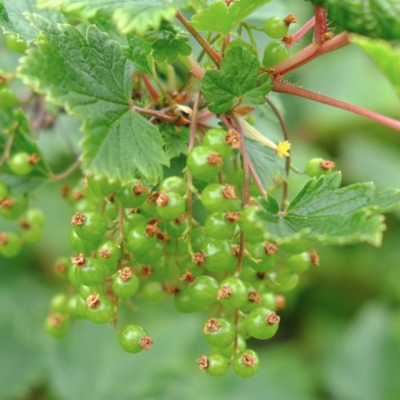 Смородина зеленоплодная Снежная Королева Смородина зеленоплодная Снежная Королева - Dolina-Sad.Ru