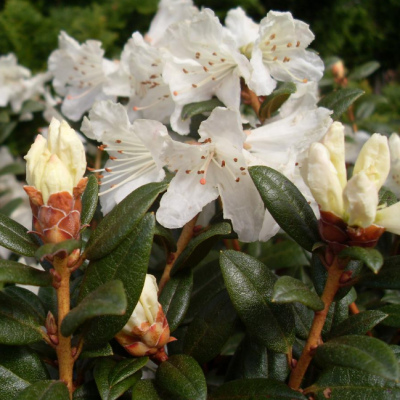 Рододендрон Крим Крест фото