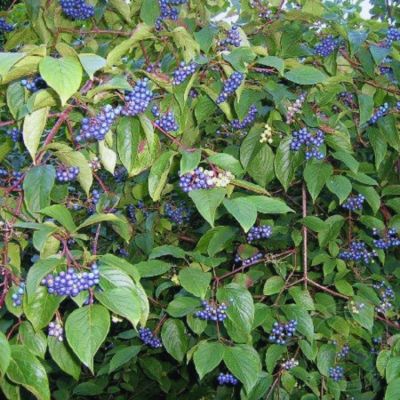 Дерен душистый Блю Клауд, С2 - Dolina-Sad.Ru