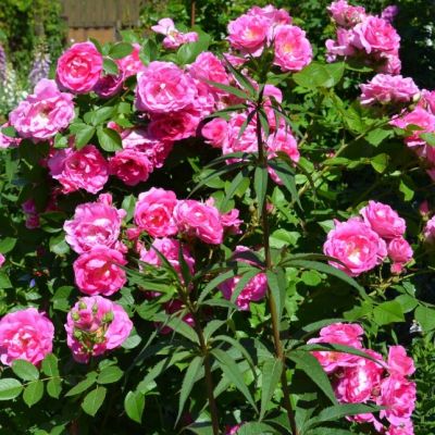 Роза Морден Сентенниал Роза Морден Сентенниал - Dolina-Sad.Ru