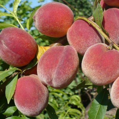 Персик Фаворит Мореттини Персик Фаворит Мореттини - Dolina-Sad.Ru