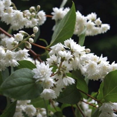 Дейция Прайд оф Рочестер Дейция Прайд оф Рочестер фото