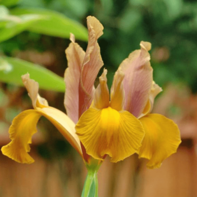 Ирис Бронз Бьюти Ирис Бронз Бьюти фото