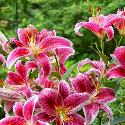 Лилия Метрополитен Лилия Метрополитен фото