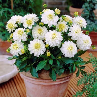 Георгина Гэллери Арт Фаер Георгина Гэллери Арт Фаер фото