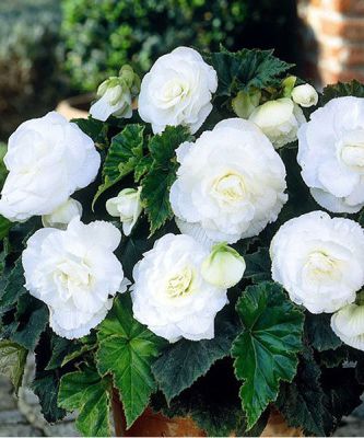 Бегония Махровая Уайт Бегония Махровая Уайт фото