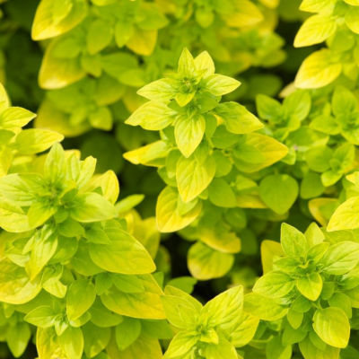 Майоран обыкновенный Ауреум фото