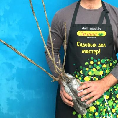 Смородина зеленоплодная Снежная Королева Смородина зеленоплодная Снежная Королева - Dolina-Sad.Ru