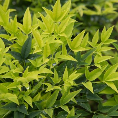 Нандина гибридная Мэджик Лимон-Лайм Нандина гибридная Мэджик Лимон-Лайм - Dolina-Sad.Ru