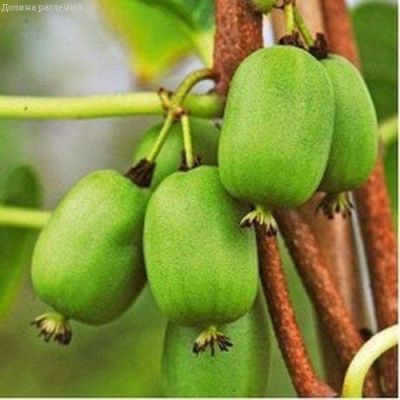 Актинидия Вити-Киви Актинидия Вити-Киви фото