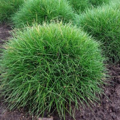 Овсяница метловидная Пик Карлит Овсяница метловидная Пик Карлит фото