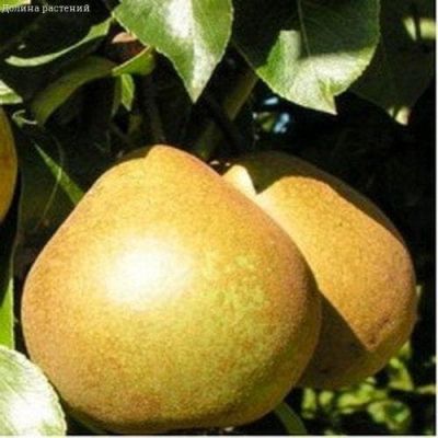 Груша Белорусская Поздняя/Зимняя Груша Белорусская Поздняя/Зимняя фото