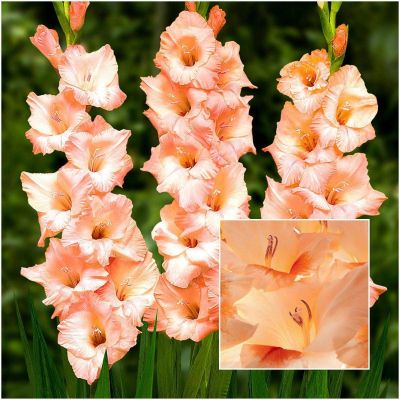 Гладиолус Данателла Гладиолус Данателла - Dolina-Sad.Ru