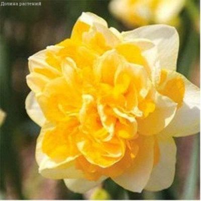 Нарцисс Свит Помпонетт Нарцисс Свит Помпонетт фото