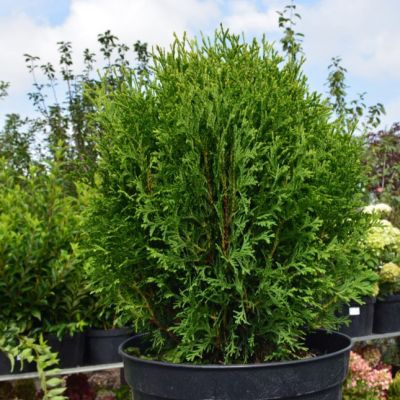 Туя западная Вотерфилд, С2 - Dolina-Sad.Ru