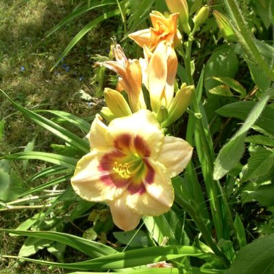 Лилейник Кастед Кэнди Лилейник Кастед Кэнди - Dolina-Sad.Ru