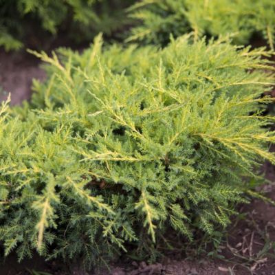 Можжевельник Средний Голд Стар Можжевельник Средний Голд Стар фото