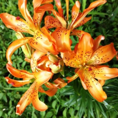 Лилия Маст Си Лилия Маст Си фото