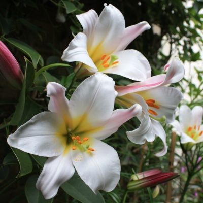 Лилия Уайт Планет Лилия Уайт Планет фото