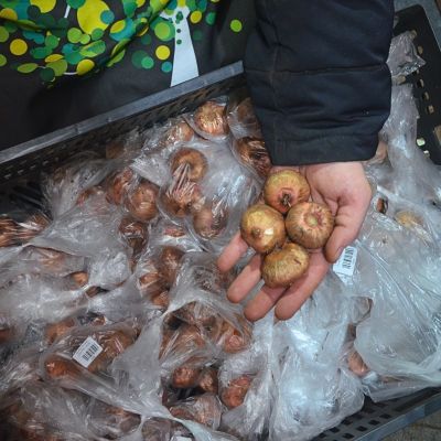 Гладиолус Данателла Гладиолус Данателла - Dolina-Sad.Ru