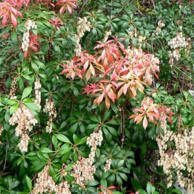 Пиерис японский Сарабанда Пиерис японский Сарабанда - Dolina-Sad.Ru