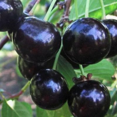 Вишня Антрацитовая Вишня Антрацитовая - Dolina-Sad.Ru