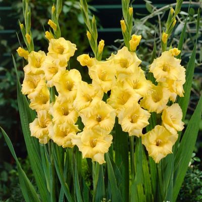 Гладиолус Нова Люкс Гладиолус Нова Люкс - Dolina-Sad.Ru