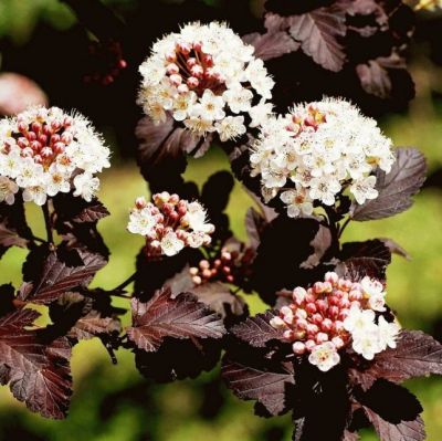 Пузыреплодник Калинолистный Рэд Барон Пузыреплодник Калинолистный Рэд Барон фото