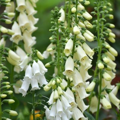 Наперстянка Виртуозо Крем Наперстянка Виртуозо Крем - Dolina-Sad.Ru