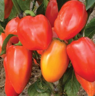 Перец сладкий Винни-пух Перец сладкий Винни-пух фото