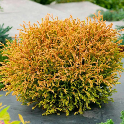 Туя Западная Голден Таффет, С2 - Dolina-Sad.Ru