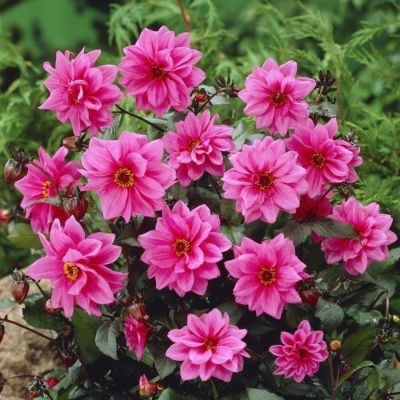 Георгина Фасинейшн Георгина Фасинейшн - Dolina-Sad.Ru