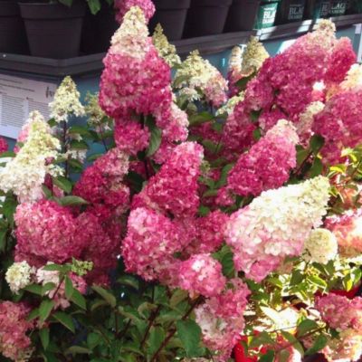 Гортензия метельчатая Стробери Блоссом Гортензия метельчатая Стробери Блоссом - Dolina-Sad.Ru