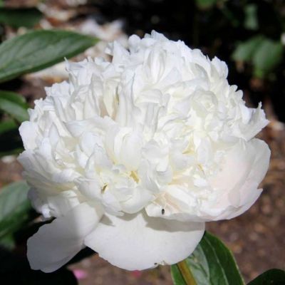 Пион Уайт Дабл - Dolina-Sad.Ru