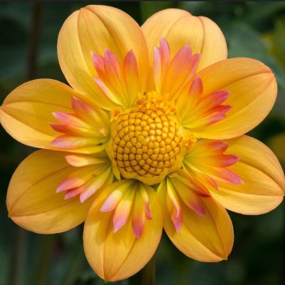 Георгина Келси Энни Джой Георгина Келси Энни Джой фото