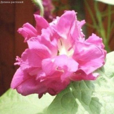 Ипомея Леди Флер, махровая Ипомея Леди Флер, махровая фото