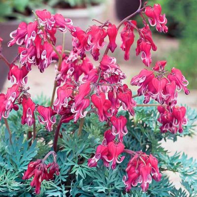 Дицентра Бернинг Хатс Дицентра Бернинг Хатс фото